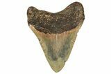 Fossil Megalodon Tooth - Repaired #251275-2